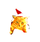 MERY Xmas Happy CAT（個別スタンプ：3）