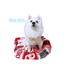 Fox Dog Dog（個別スタンプ：1）