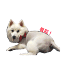 Fox Dog Dog（個別スタンプ：2）