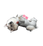 Fox Dog Dog（個別スタンプ：4）