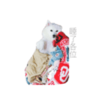 Fox Dog Dog（個別スタンプ：5）