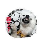 Fox Dog Dog（個別スタンプ：7）