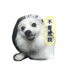 Fox Dog Dog（個別スタンプ：8）