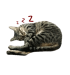 shlulu's daily（個別スタンプ：12）