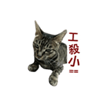 shlulu's daily（個別スタンプ：13）