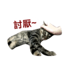 shlulu's daily（個別スタンプ：15）