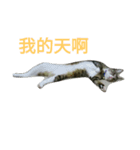 BAD BAN2（個別スタンプ：11）