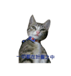 BAD BAN2（個別スタンプ：16）