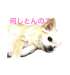 プリンの日常スタンプ（個別スタンプ：1）
