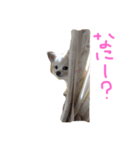 プリンの日常スタンプ（個別スタンプ：2）