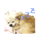 プリンの日常スタンプ（個別スタンプ：3）