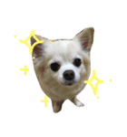 プリンの日常スタンプ（個別スタンプ：6）