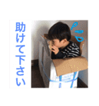 子供〜軽い敬語〜（個別スタンプ：22）