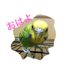 インコのチィちゃん（個別スタンプ：1）