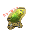 インコのチィちゃん（個別スタンプ：3）