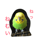 インコのチィちゃん（個別スタンプ：4）