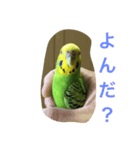 インコのチィちゃん（個別スタンプ：6）
