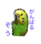 インコのチィちゃん（個別スタンプ：8）