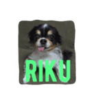 癒しのkuu-riku（個別スタンプ：1）