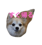 癒しのkuu-riku（個別スタンプ：2）