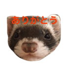 ちょこぼう（個別スタンプ：1）