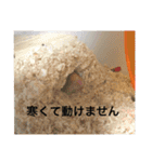 山本あにまるず（個別スタンプ：12）