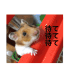 山本あにまるず（個別スタンプ：16）