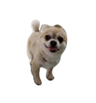 my dog yuzu（個別スタンプ：1）