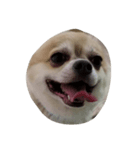 my dog yuzu（個別スタンプ：3）