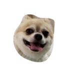 my dog yuzu（個別スタンプ：4）