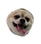 my dog yuzu（個別スタンプ：6）
