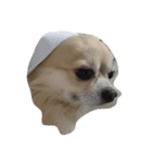 my dog yuzu（個別スタンプ：7）