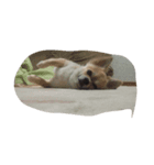 my dog yuzu（個別スタンプ：8）