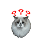 Dear cat lover（個別スタンプ：1）