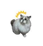 Dear cat lover（個別スタンプ：2）