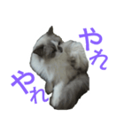 Dear cat lover（個別スタンプ：4）