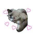 Dear cat lover（個別スタンプ：5）
