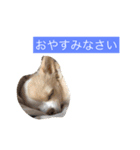 リンラム日記（個別スタンプ：3）