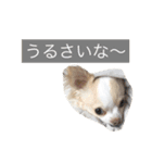 リンラム日記（個別スタンプ：4）