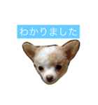 リンラム日記（個別スタンプ：5）