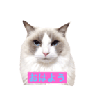 CAT LUNA（個別スタンプ：1）