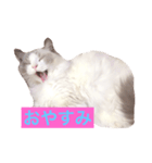 CAT LUNA（個別スタンプ：2）