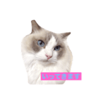 CAT LUNA（個別スタンプ：4）