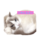 CAT LUNA（個別スタンプ：5）
