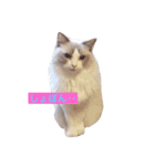 CAT LUNA（個別スタンプ：7）
