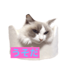 CAT LUNA（個別スタンプ：8）