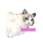 CAT LUNA（個別スタンプ：10）