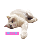CAT LUNA（個別スタンプ：11）