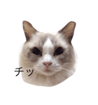 CAT LUNA（個別スタンプ：14）