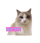 CAT LUNA（個別スタンプ：15）